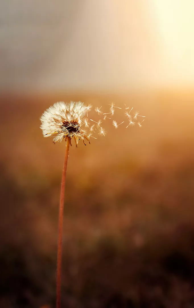 Hintergrundbild Das Schöne