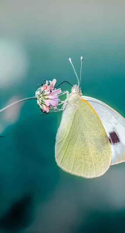 Hintergrundbild Das Gute